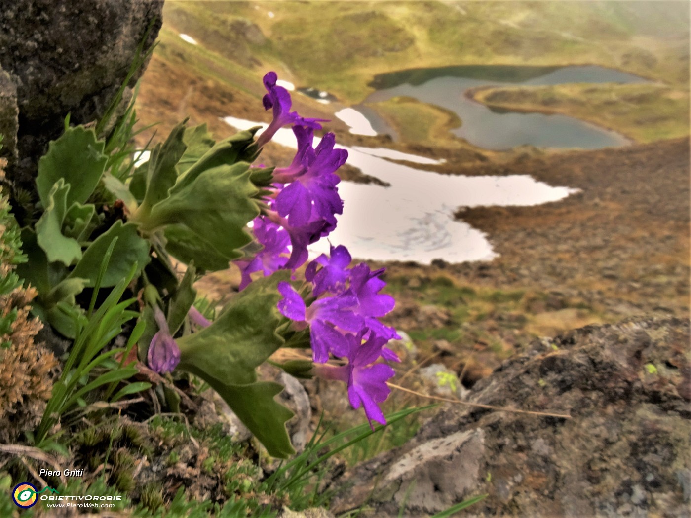 60 Primula irsuta (Primula irsuta) alla Bocchetta Triomen con vista sui laghetto di Ponteranica inferiore.JPG